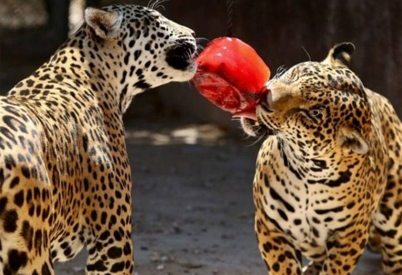 Dan paletas de hielo a animales en Quintana Roo