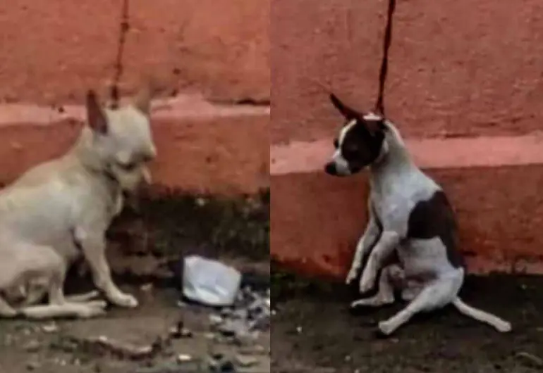 🚨 ¡Indignante! Denuncian brutal maltrato animal en Veracruz