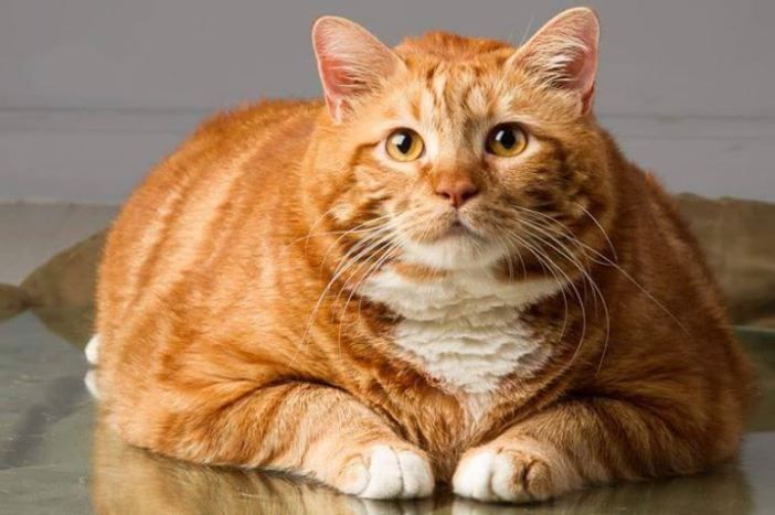 Confunden a gato naranja con puma en escuela de Washington